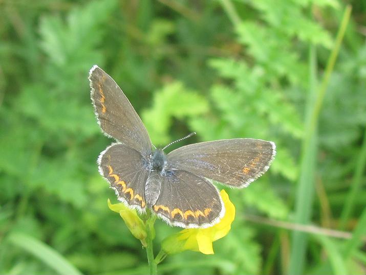 Quale Plebejus? - Plebejus argyrognomon